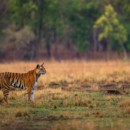 Wildlife Safaris & National Park Tours India