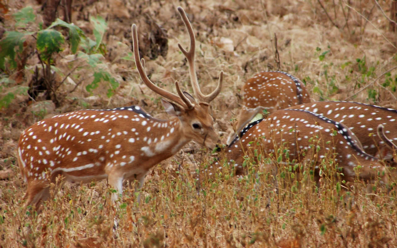 Junagadh