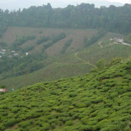 Darjeeling