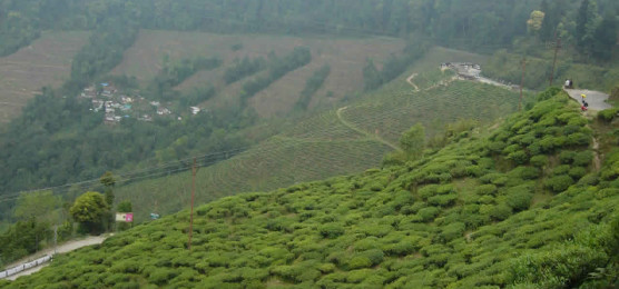 Darjeeling