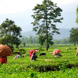 Bagdogra