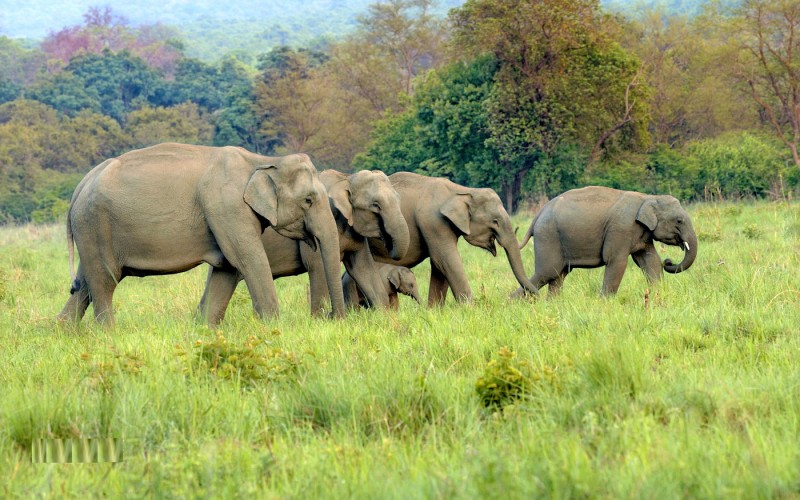 Corbett National Park