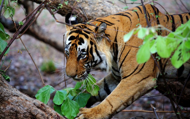 Ranthambore National Park