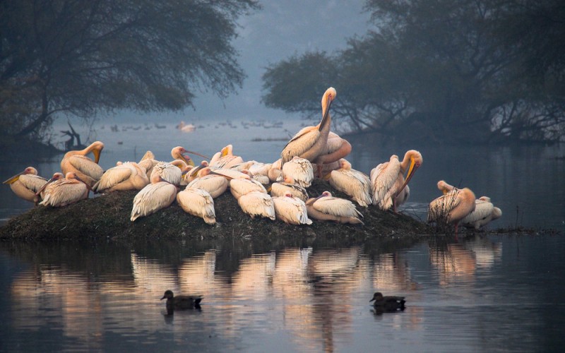 Bharatpur