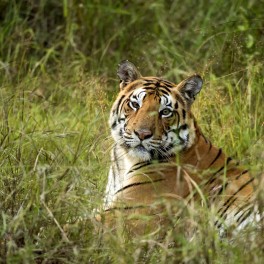 kanha national park