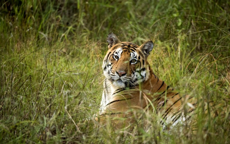 kanha national park