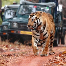 Bandhavgarh