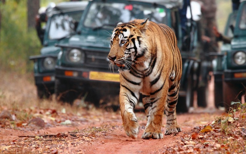 Bandhavgarh