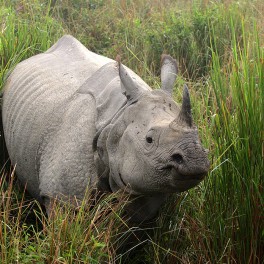Kaziranga National Park