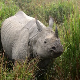 Kaziranga National Park